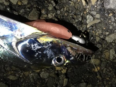 雨の中の太刀魚釣り